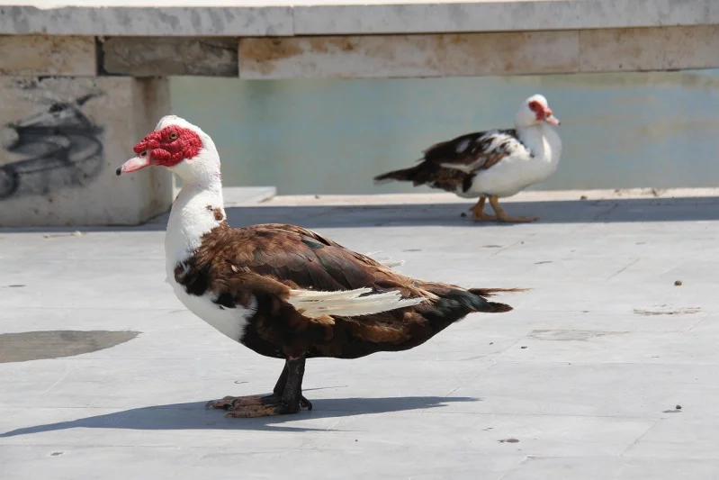 Pižmové kachny a voda: přirozená potřeba nebo zbytečný luxus?
