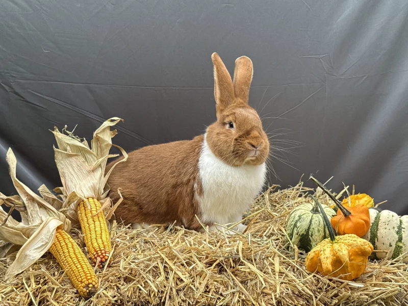 MS červený - samec oceněný 95,5 b z chovu Radka Beneše přinesl svému chovateli čestnou cenu.