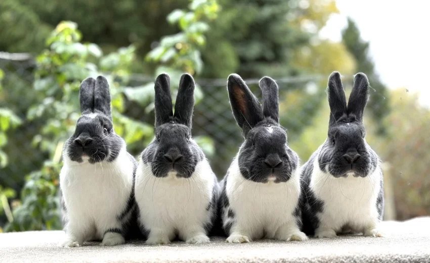 MS modrý - třetí nejlepší kolekce výstavy (382,5 b) z dílny Šárky Nývltové - krásná vyrovnaná zvířata.