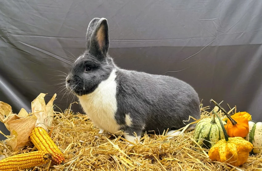 Typický představitel rázu, vyrovnaný ve všech pozicích oceněný 96,5 b a pocházející z chovu Ilony Routové, zároveň také nositel titulu nejlepší samec výstavy.