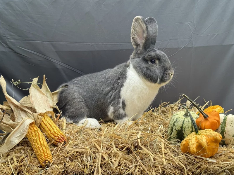 MS divoce modrý oceněný 96,5 b z chovu O. Krunta, samec, který získal ocenění pro nejlepší typ.