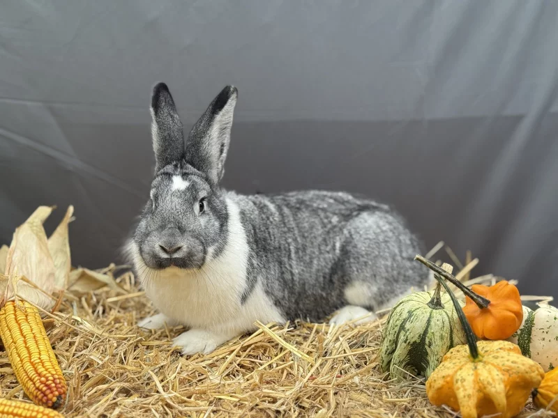 MS divoce modrý oceněný 96,5 b z chovu O. Krunta, samec, který získal ocenění pro nejlepší typ.