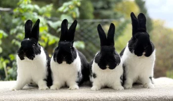 Speciální výstava meklenburských strakáčů 2025 v Přešticích