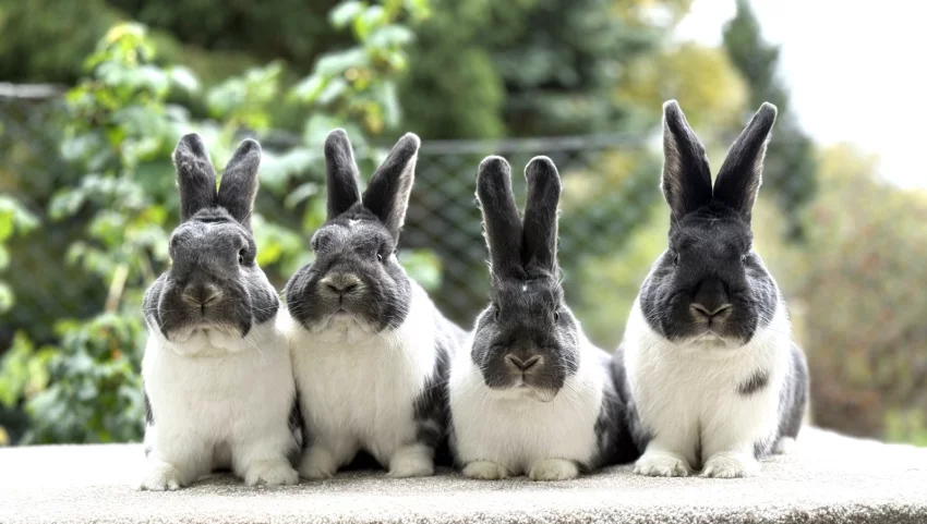 Nejlepší kolekce výstavy MS divoce modrých 384,5 b.