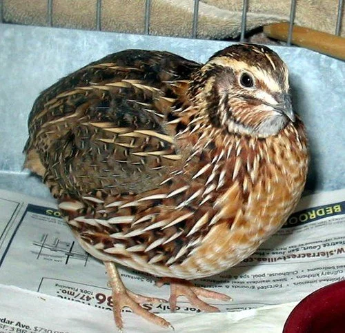 Křepelka japonská - nejmenší drůbež s rostoucí oblíbeností