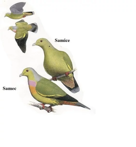 Plodožraví holubi se představují 2