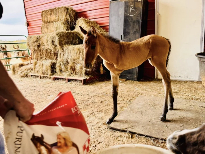 Rocky: třínohé hříbě dosáhlo osmi měsíců a stále žije