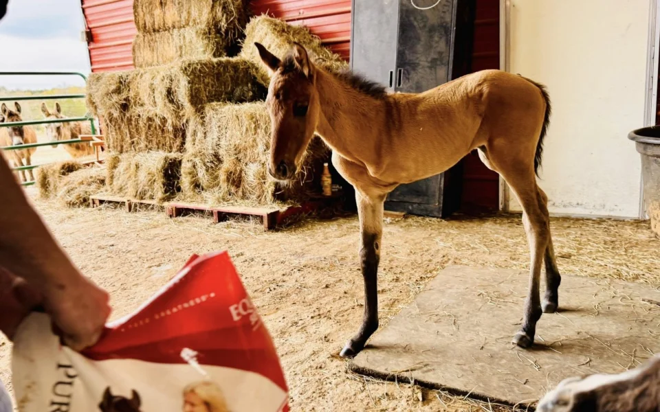Rocky: třínohé hříbě dosáhlo osmi měsíců a stále žije