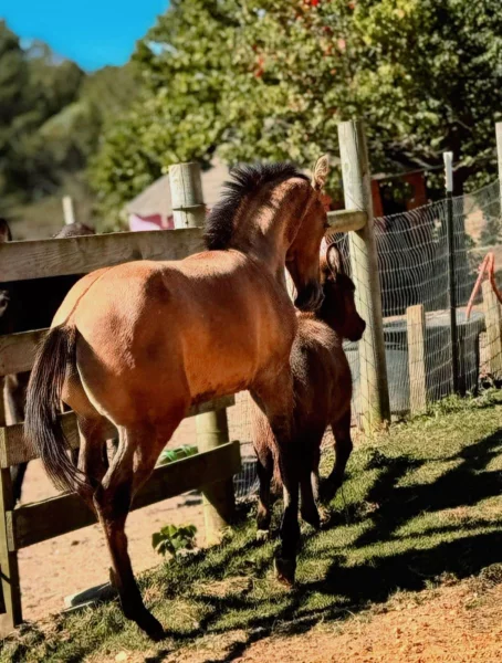 Rocky: třínohé hříbě dosáhlo osmi měsíců a stále žije