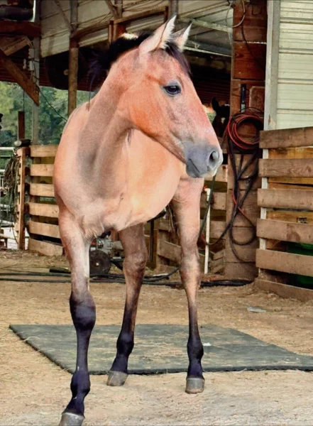 Rocky: třínohé hříbě dosáhlo osmi měsíců a stále žije