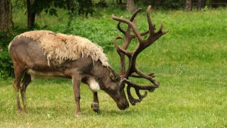 Olomoucká zoo přišla o čtyři soby, dva páry odcestovaly do Německa