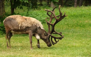 Olomoucká zoo přišla o čtyři soby, dva páry odcestovaly do Německa