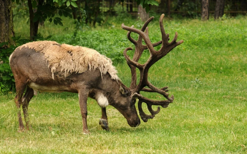 Olomoucká zoo přišla o čtyři soby, dva páry odcestovaly do Německa