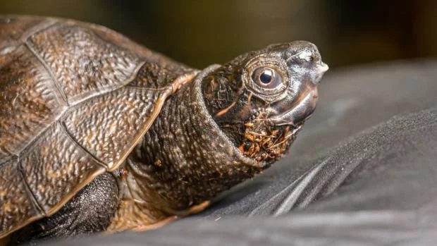 Na čenichu malé orlicie bornejské je dobře patrný tzv. vaječný zub, který slouží k proražení silné vaječné skořápky.