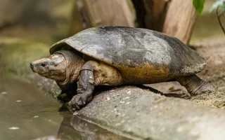 V Zoo Praha se poprvé vylíhlo pět orlicií bornejských přirozenou cestou