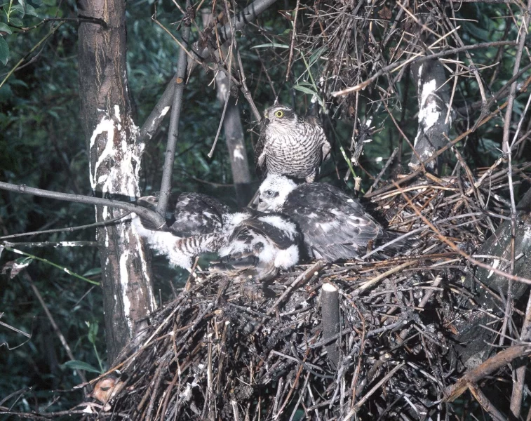 Samice krahujce u hnízda