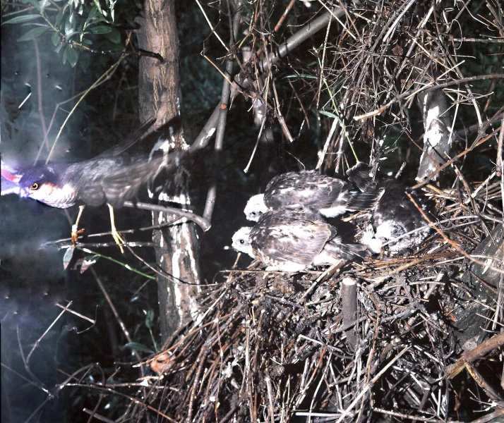 Samec krahujce u hnízda