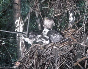 Škodná a statistiky, aneb čekání na Bivoje
