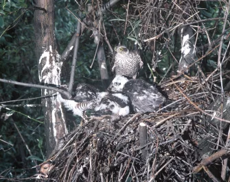 Škodná a statistiky, aneb čekání na Bivoje