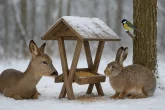 Vánoční přikrmování volně žijících živočichů