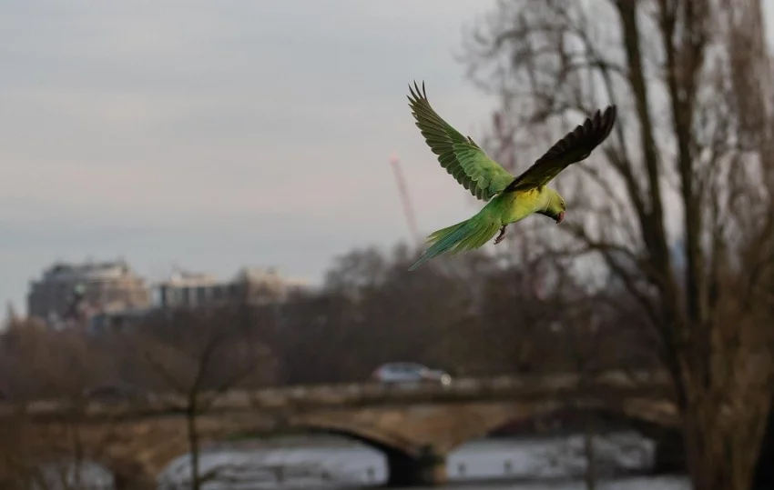 Invaze papoušků do evropských měst. Zasáhne i Česko?