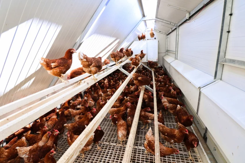 Slepičí ráj na kolech