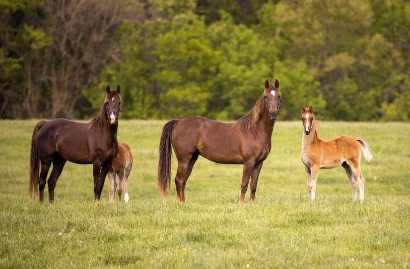 Výživa, management a welfare koní