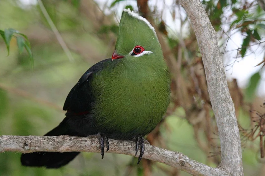 Turaco persa