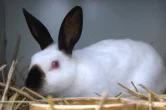 Králík ruský