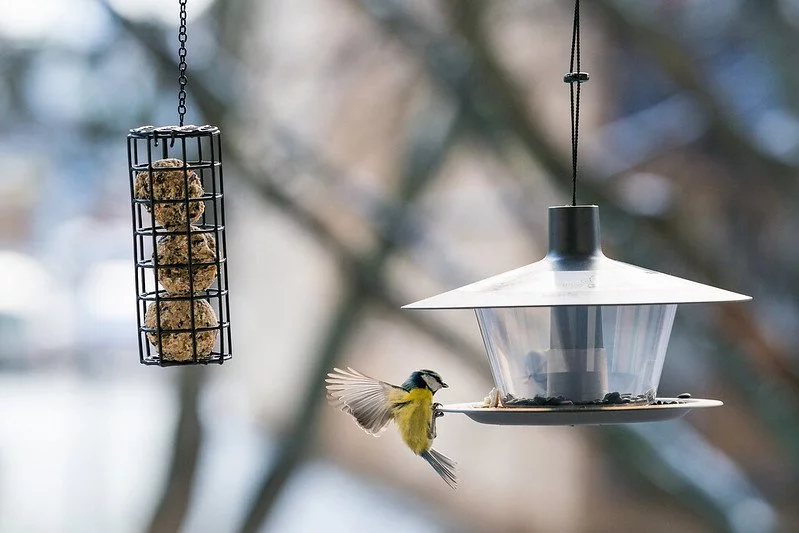 Kdo přiletí na krmítko? Ornitologové připravují osmý ročník Ptačí hodinky