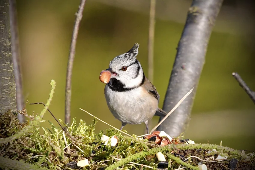 Kdo přiletí na krmítko? Ornitologové připravují osmý ročník Ptačí hodinky