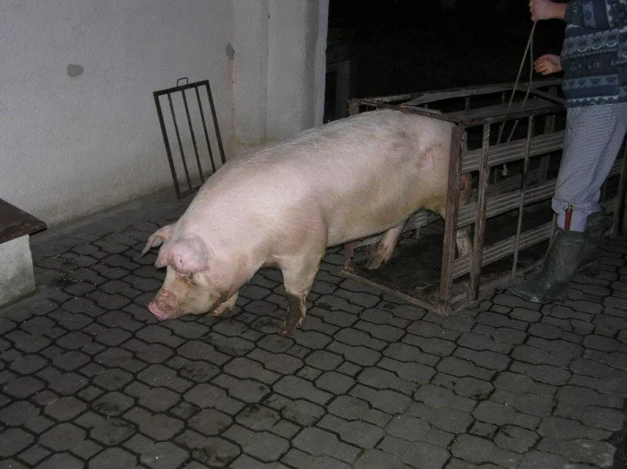 Tradiční česká zabijačka