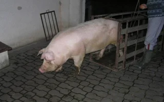 Tradiční česká zabijačka