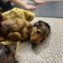 Raná socializace štěňat: Proč musí chovatel začít ještě před odchodem do nového domova