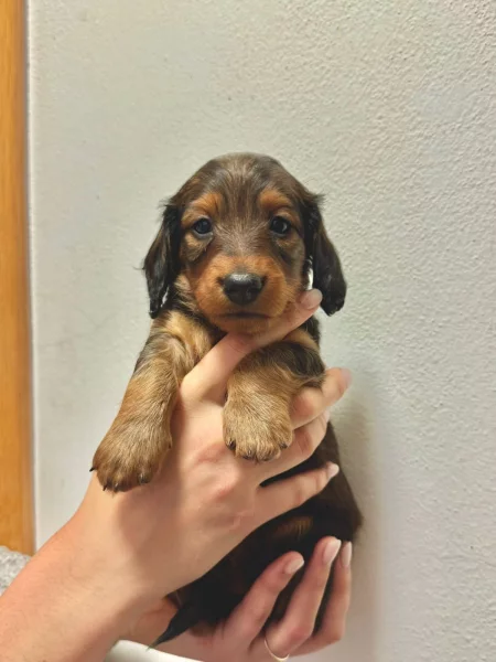 Raná socializace štěňat: Proč musí chovatel začít ještě před odchodem do nového domova