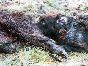 Aujezskyho choroba u loveckých psů – obávané onemocnění při kontaktu s divokými prasaty