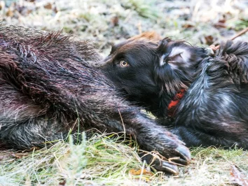 Aujezskyho choroba u loveckých psů – obávané onemocnění při kontaktu s divokými prasaty