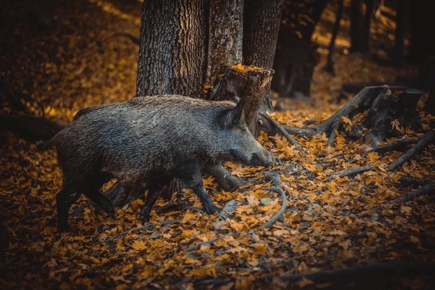 Aujezskyho choroba u loveckých psů – obávané onemocnění při kontaktu s divokými prasaty