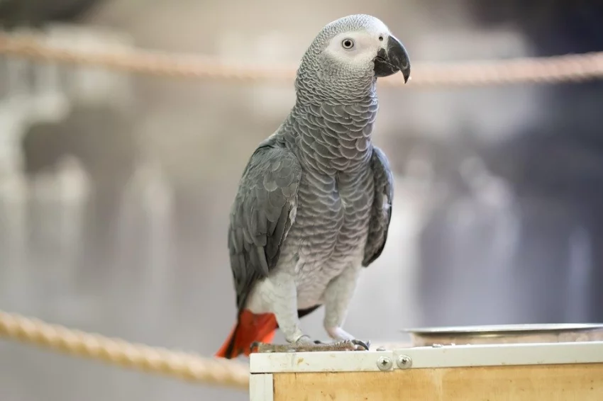 Potřeba vody u exotického ptactva