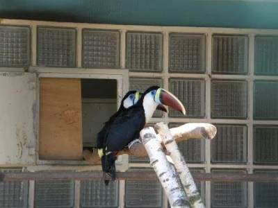 Tukan bělolící (Ramphastos vitellinus)