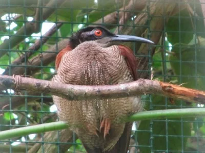 Rajka dvanáctiperá (Seleucidis melanoleuca)