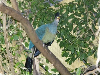 Turako velké ((Corythaoela cristata)