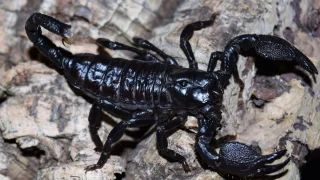 Veleštír obrovský (Pandinus imperator) – chov