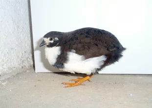 Křepelka čínská - nejmenší zástupce čeledi bažantovitých