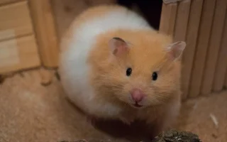 Potřebují drobní hlodavci vodu?