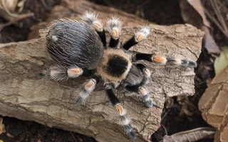 Rod sklípkanů Grammostola
