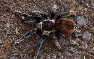 Rod sklípkanů Brachypelma