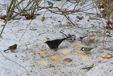 Vánoce i pro ptáky: ornitologové radí, co nasypat do krmítek