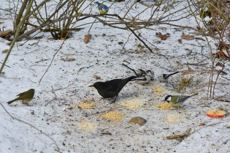 Vánoce i pro ptáky: ornitologové radí, co nasypat do krmítek