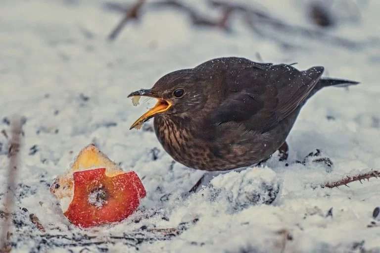 Kosi i další ptáci si rádi pochutnají na jablkách. Nechte jim proto pár neočesaných na zahradě.